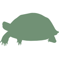 カメ