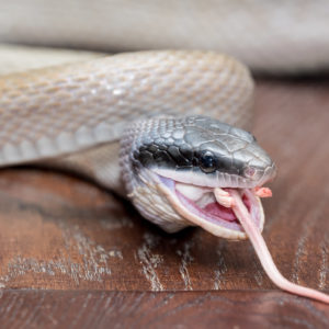 ヘビの脱皮について！上手く脱皮させる方法・抜け殻の活用法と注意点！