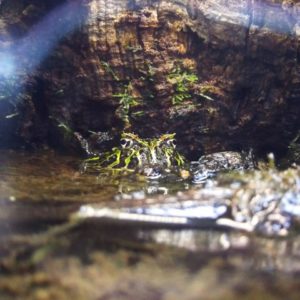 爬虫類の人工フードは栄養バランスがいい！人工餌のタイプと注意ポイント