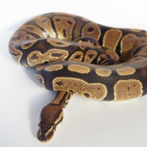 ヘビが臭い！ペットの糞の臭いを抑える・消臭するアイテム5選をご紹介！
