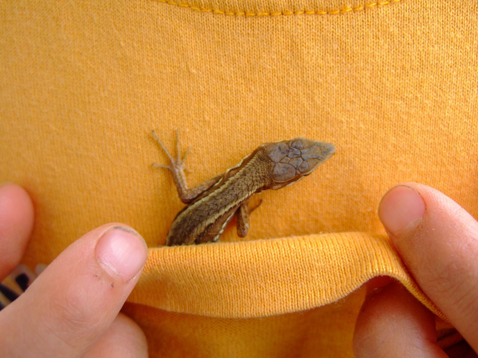 飼育にオススメ!トカゲの種類7選!飼いやすくかわいいトカゲの仲間たち - 爬虫類情報サイト 爬虫類.jp
