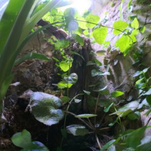 爬虫類と育てたい観葉植物５選！テラリウム・ビバリウムにおすすめの植物