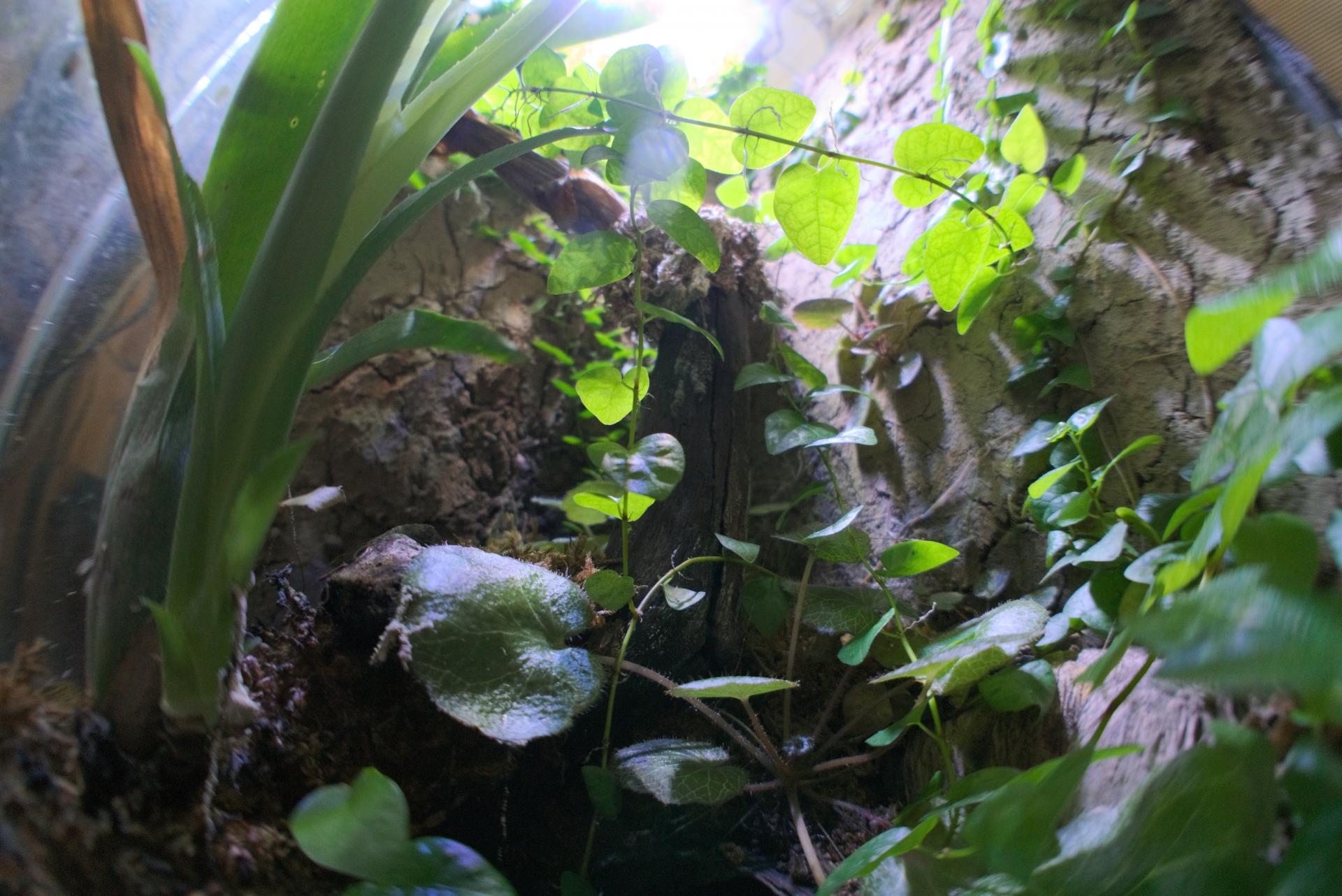 爬虫類と育てたい観葉植物５選！テラリウム・ビバリウムにおすすめの植物