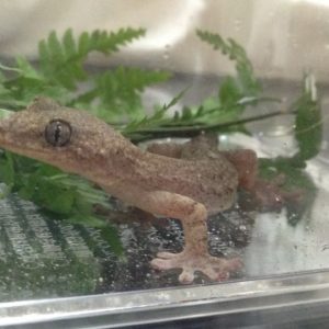 トッケイヤモリとは！飼い方や飼育環境、美しい外見と独特の個性をご紹介