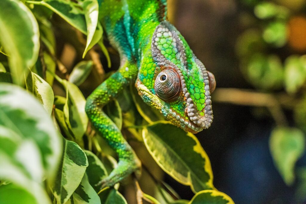 爬虫類と育てたい観葉植物5選!テラリウム・ビバリウムにおすすめの植物