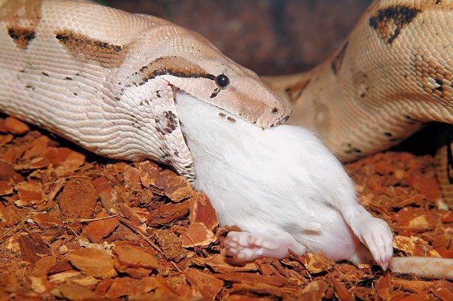 ヘビのタイプ別 おすすめの餌と与え方 マウス ウズラ 小赤など