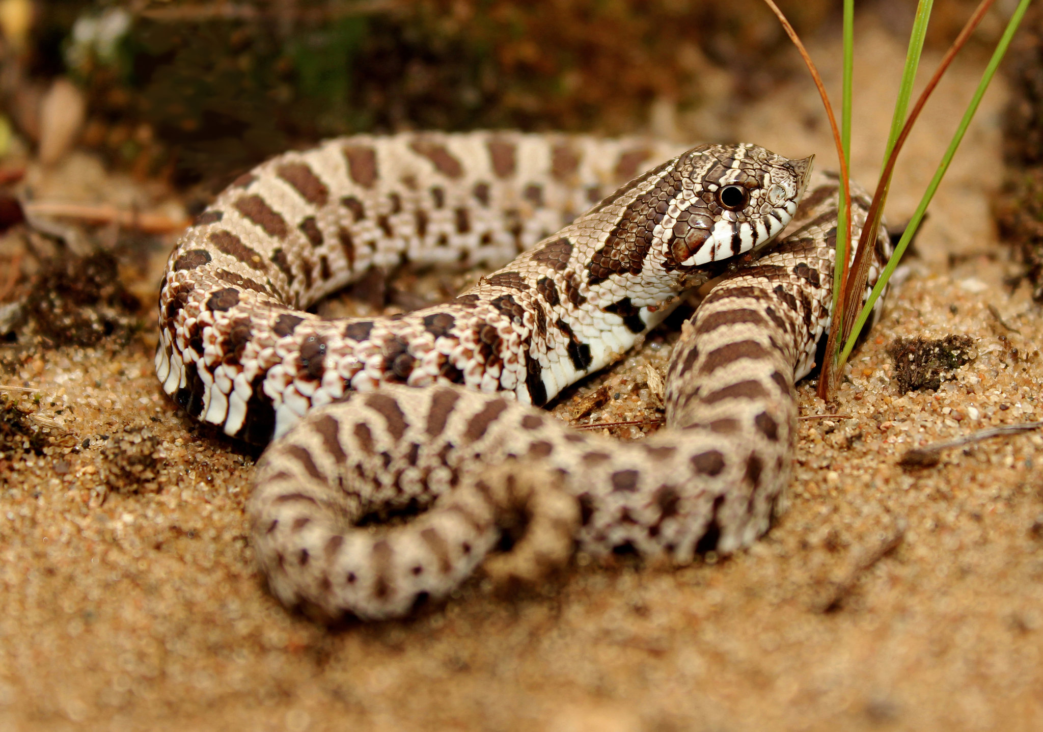 小型の蛇 セイブシシバナヘビとは 魅力 飼育方法 モルフを解説です
