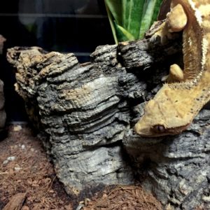 爬虫類ケージのレイアウトアイテム10選！流木・植物・石などをご紹介
