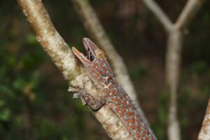 トッケイヤモリとは!飼い方や飼育環境、美しい外見と独特の個性をご紹介 - 爬虫類情報サイト 爬虫類.jp