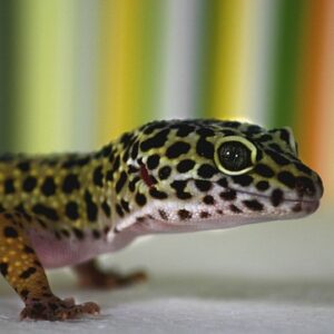 Leopard Gecko