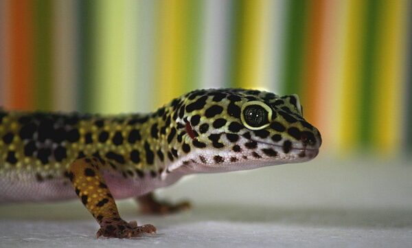 Leopard Gecko