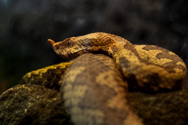 reptile