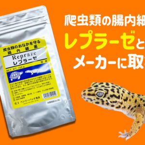 バスキングライトの最適な高さとは！距離を調節して爬虫類の火傷を防ごう
