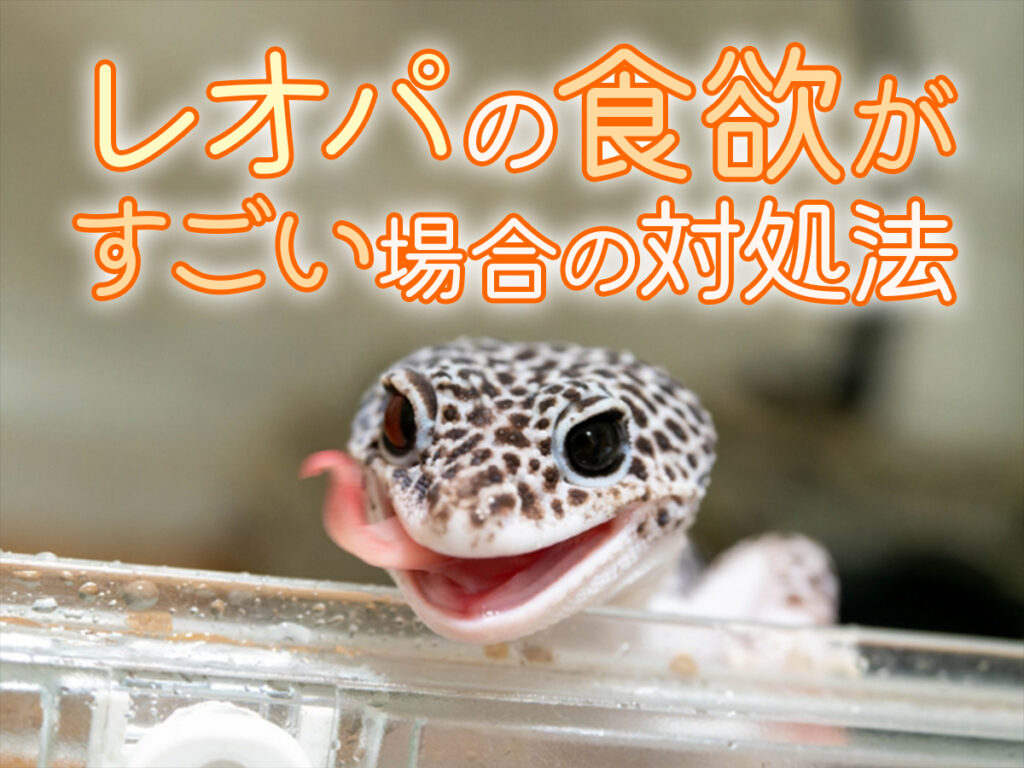 レオパの食欲がすごい!昆虫と人工飼料、最適頻度と肥満を防ぐ給餌方法