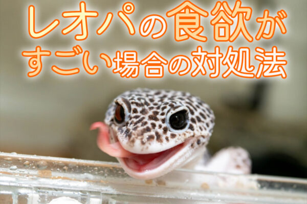 レオパの食欲がすごい！昆虫と人工飼料、最適頻度と肥満を防ぐ給餌方法