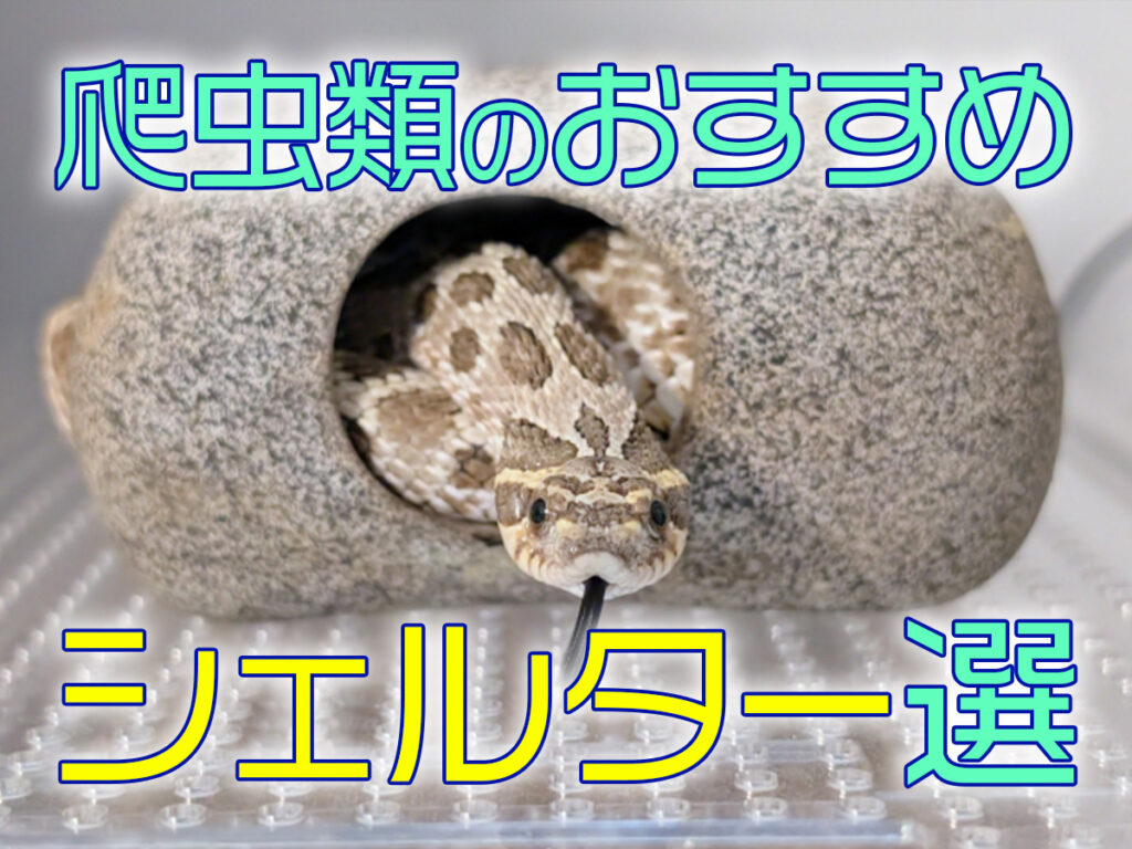 爬虫類のシェルター10選!ウェット・バスキングなど機能的な製品を紹介