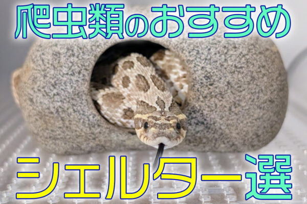 爬虫類のシェルター10選！ウェット・バスキングなど機能的な製品を紹介