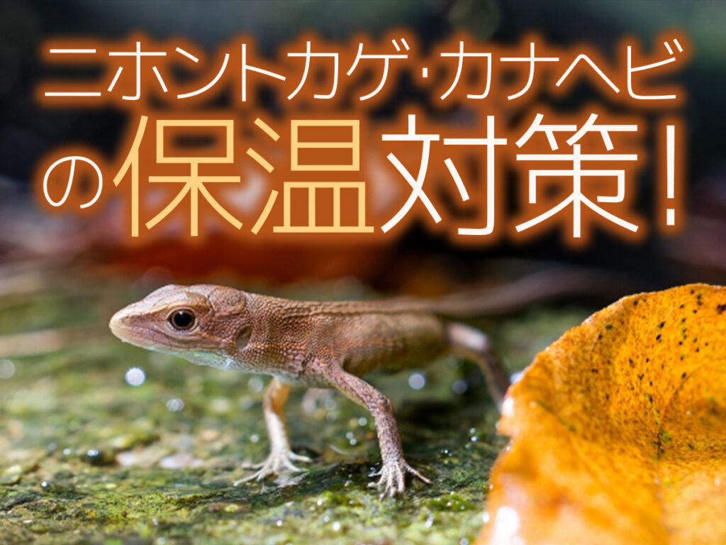 二ホントカゲ・カナヘビの保温対策!おすすめ保温機材とバスキングスポット