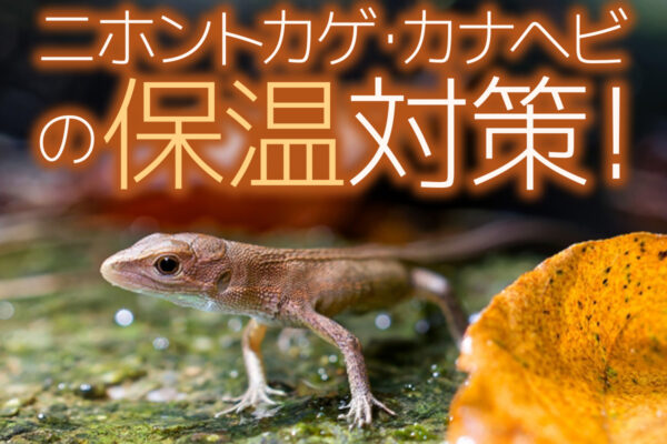 二ホントカゲ・カナヘビの保温対策！おすすめ保温機材とバスキングスポット