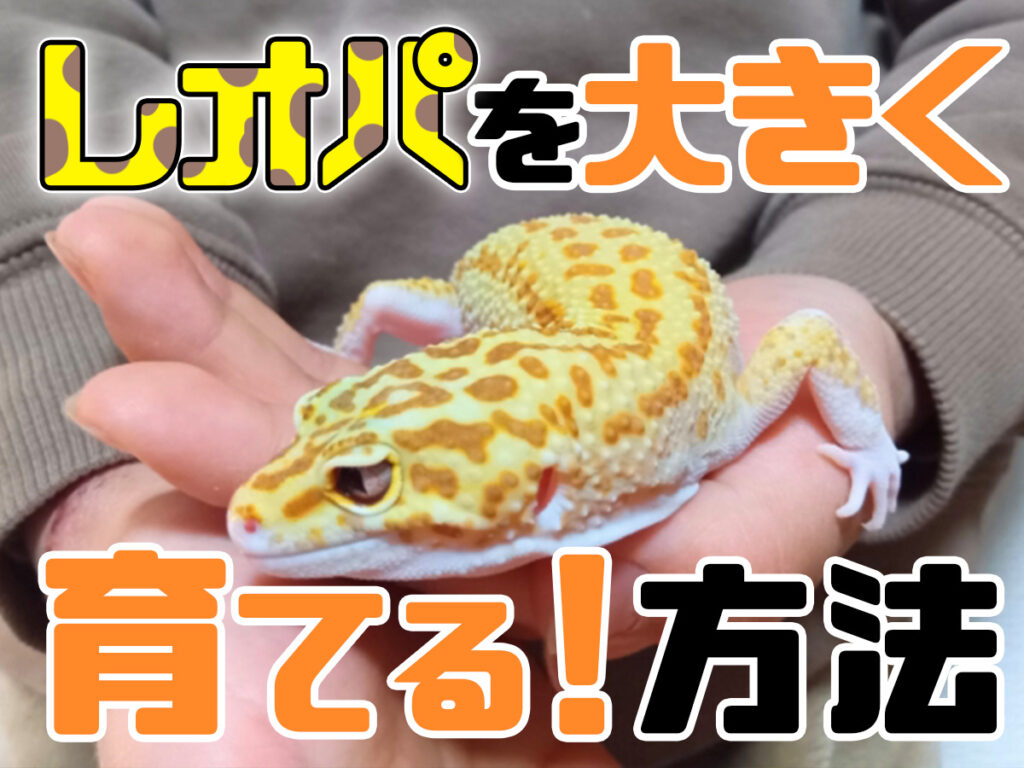 レオパの体長とは！どこまで成長する？大きく育てるポイントとモルフ