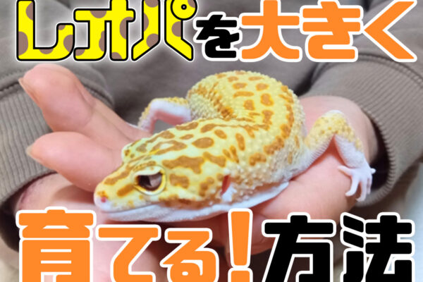 レオパの体長とは！どこまで成長する？大きく育てるポイントとモルフ