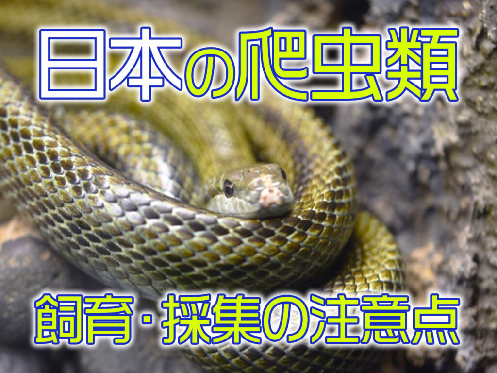 日本の爬虫類とは！国内に生息する爬虫類7選と飼育・採集の注意点