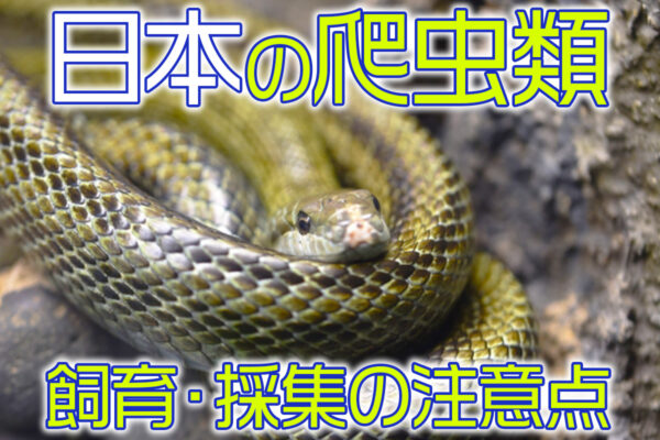 日本の爬虫類とは！国内に生息する爬虫類7選と飼育・採集の注意点