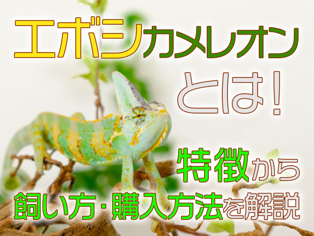 エボシカメレオンとは！特徴から飼い方と飼育用品、個体の購入方法