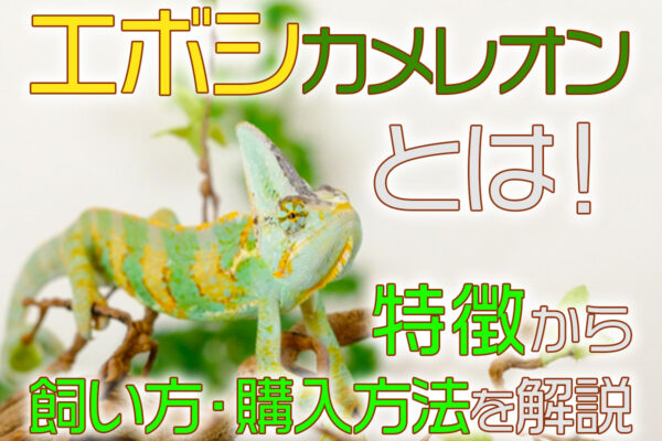 エボシカメレオンとは！特徴から飼い方と飼育用品、個体の購入方法