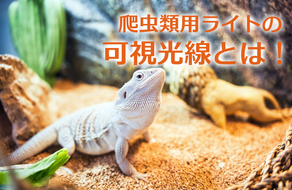 爬虫類用ライトの可視光線とは！生体に与える影響や必要性を解説します