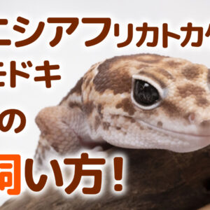 飼育にオススメ！トカゲの種類7選！飼いやすくかわいいトカゲの仲間たち