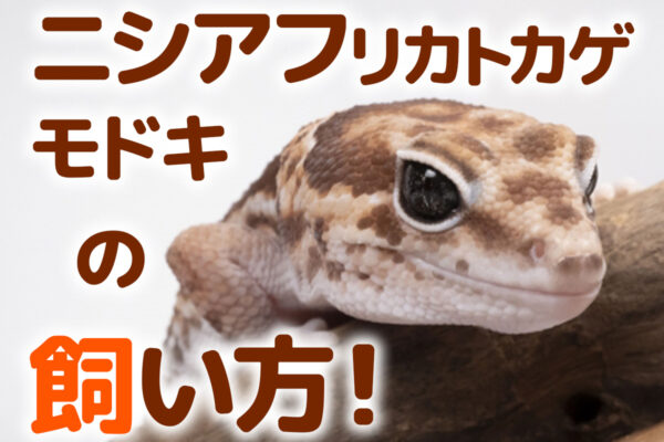ニシアフリカトカゲモドキの飼い方！特徴や種類、最適なケージや温度