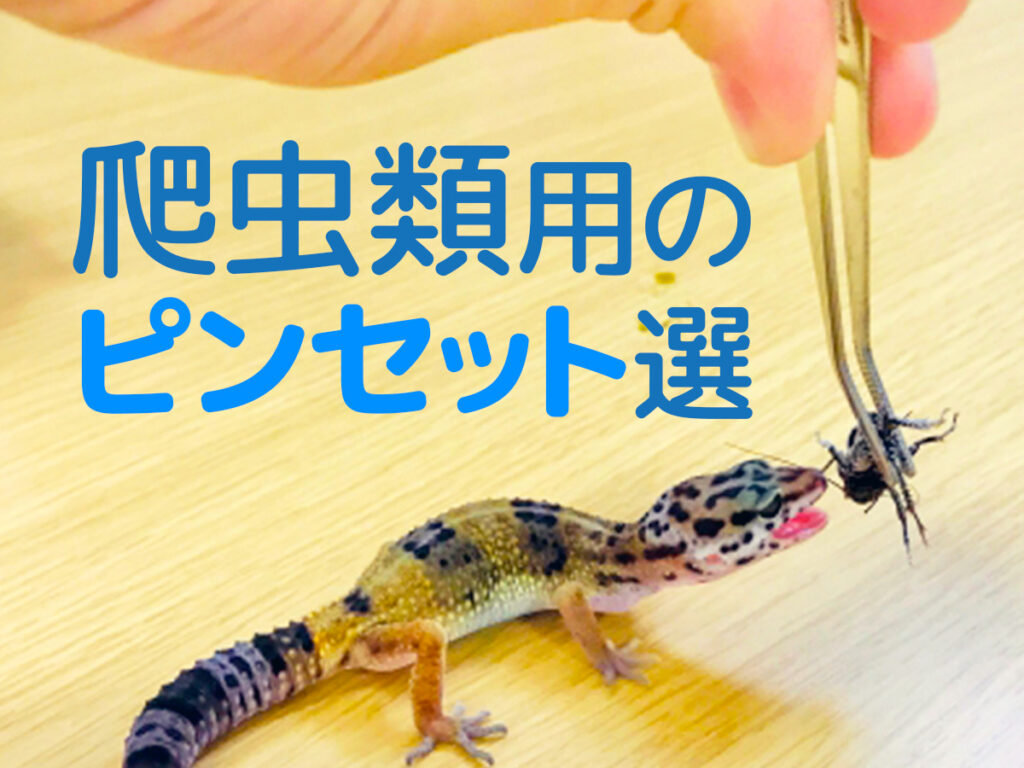 爬虫類のピンセット10選！給餌やお掃除に使いやすいピンセットを紹介