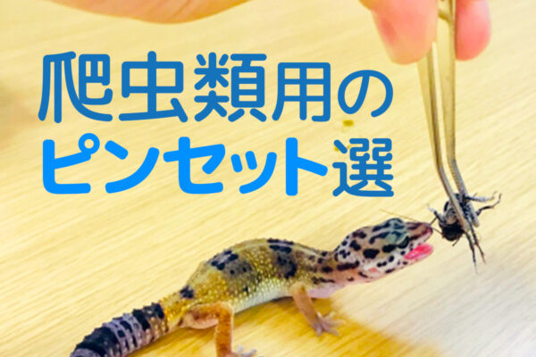 爬虫類のピンセット10選！給餌やお掃除に使いやすいピンセットを紹介