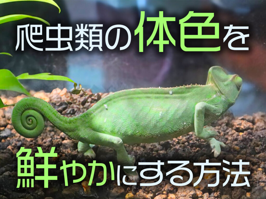 爬虫類の色揚げとは！体色を鮮やかにする方法・温度や紫外線管理を解説