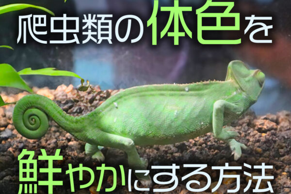 爬虫類の色揚げとは！体色を鮮やかにする方法・温度や紫外線管理を解説