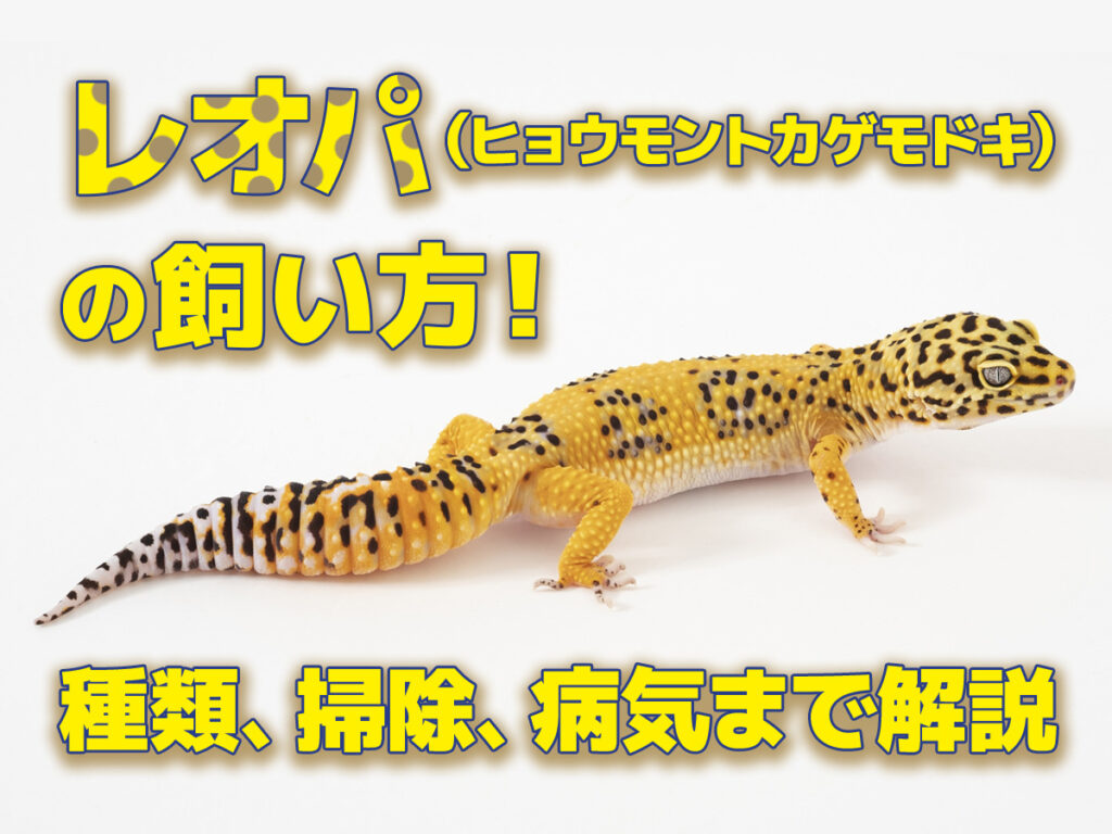 レオパ（ヒョウモントカゲモドキ）の飼い方！特徴や種類、掃除、病気、ケージの設置場所を解説
