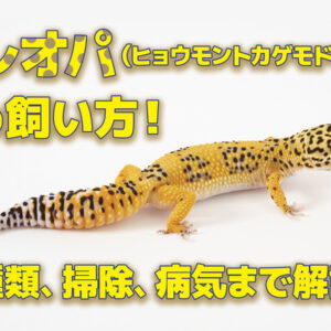 フトアゴヒゲトカゲの飼い方！特徴や寿命、種類、飼育のコツも解説