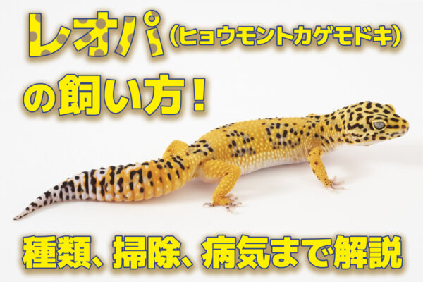 レオパ（ヒョウモントカゲモドキ）の飼い方！特徴や種類、掃除、病気、ケージの設置場所を解説