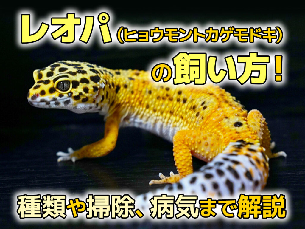 レオパ（ヒョウモントカゲモドキ）の飼い方！特徴や種類、掃除、病気、ケージの設置場所