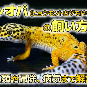 トカゲはいつ冬眠するのか？！冬眠させないほうが良い理由と冬眠する条件