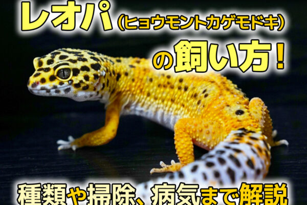 レオパ（ヒョウモントカゲモドキ）の飼い方！特徴や種類、掃除、病気、ケージの設置場所