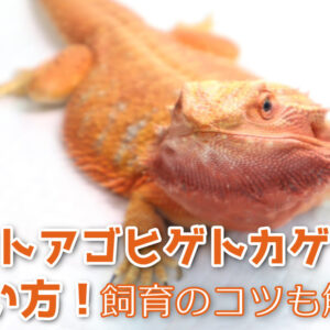 カメの温度計6選！ガラス製は危険？カメに安全な温度計の選び方を解説！