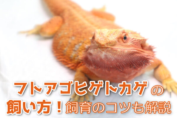 フトアゴヒゲトカゲの飼い方！特徴や寿命、種類、飼育のコツも解説