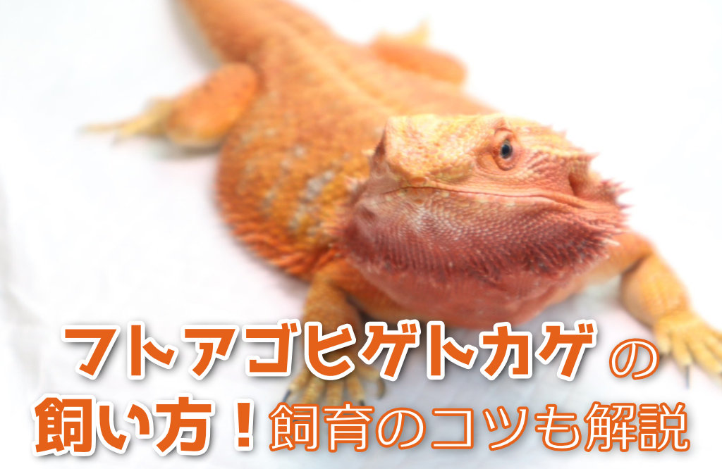 フトアゴヒゲトカゲの飼い方！特徴や寿命、種類、飼育のコツも解説