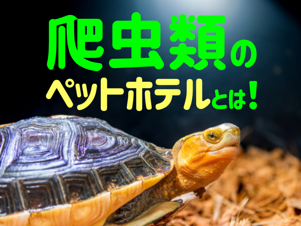 爬虫類のペットホテルとは！旅行・入院などの間、爬虫類を預けるホテル