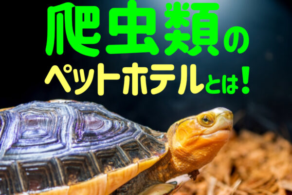 爬虫類のペットホテルとは！旅行・入院などの間、爬虫類を預けるホテル