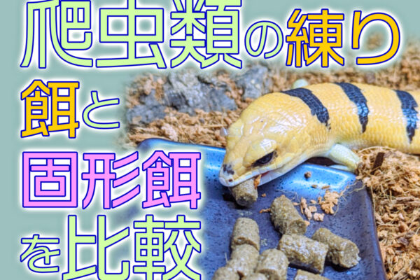 爬虫類の練り餌と固形餌を比較！メリット・デメリット、おすすめ餌6選