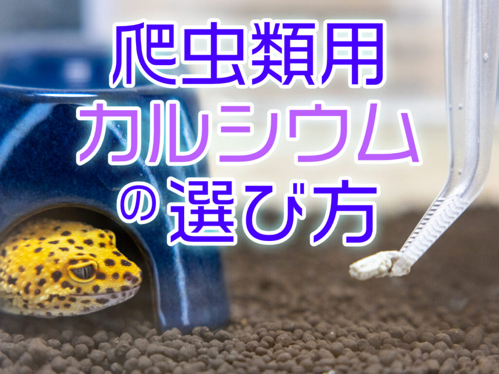 爬虫類用カルシウム剤の選び方！D3やリンとは？おすすめ5選も紹介