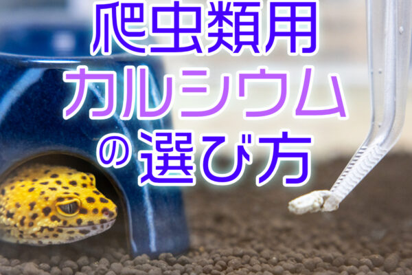 爬虫類用カルシウム剤の選び方！D3やリンとは？おすすめ5選も紹介